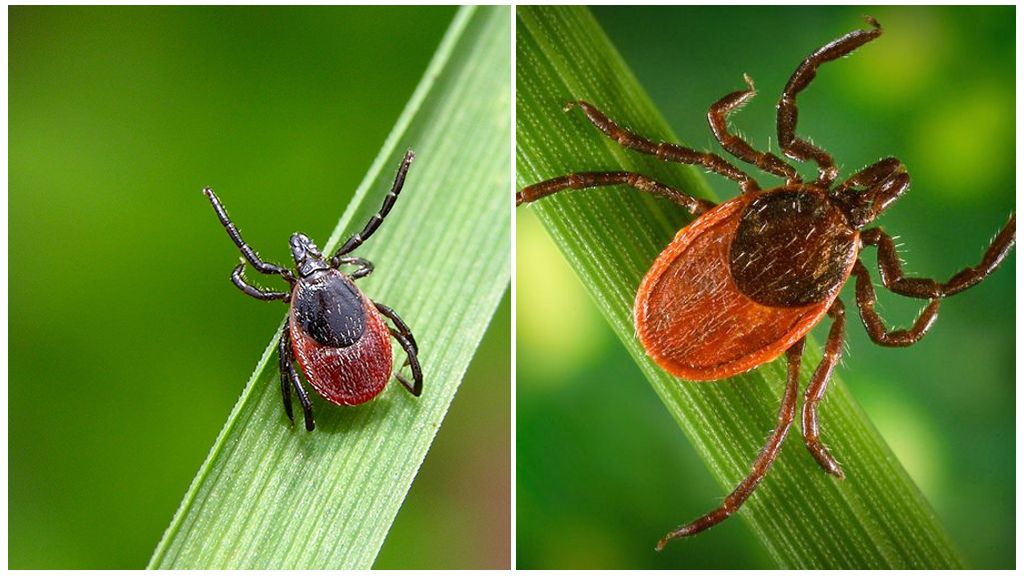 Kung saan nakatira ang mga ticks