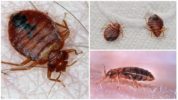 Seng bug