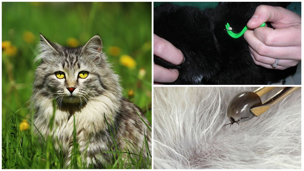 Sådan fjernes et hak fra en kat eller kat