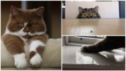Mangangaso ang pusa