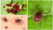 Tinta larva