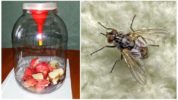 Glass Jar Lumipad Trap