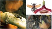 Onion fly