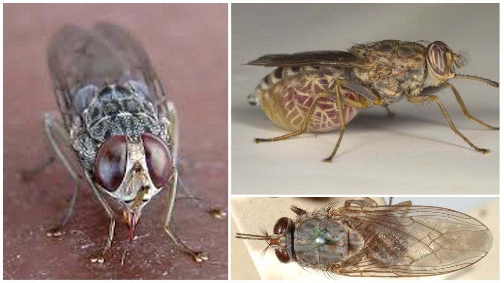 Paglalarawan at mga larawan ng tsetse fly