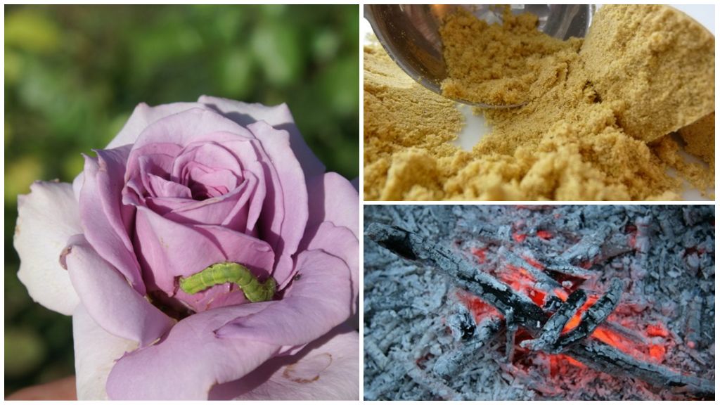 Paano mag-spray ng rosas mula sa mga uod at aphids