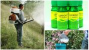 Paggamot ng lugar mula sa mga ticks sa Tsifoks