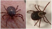 Parasitiformas ērces