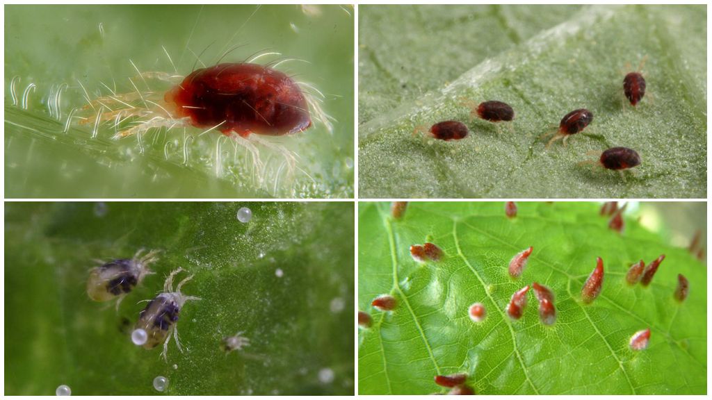 Paglalarawan at larawan ng spider mite