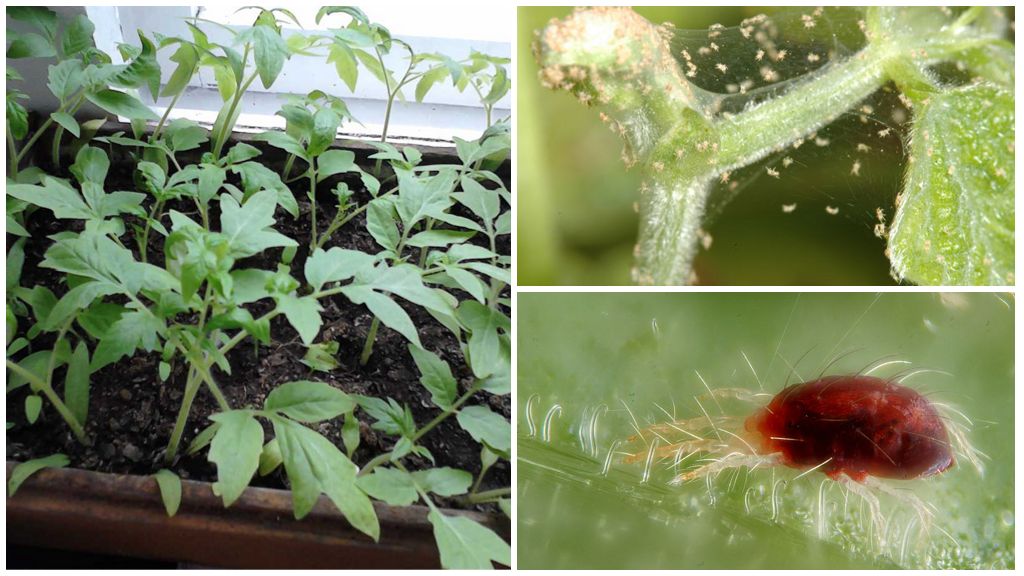 Mga pamamaraan ng paglaban sa mga spider mites sa mga punla