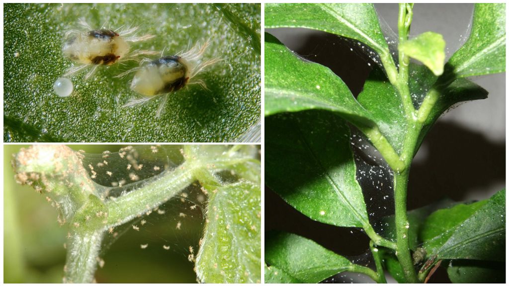 Paano mapupuksa ang isang spider mite sa mga panloob na halaman