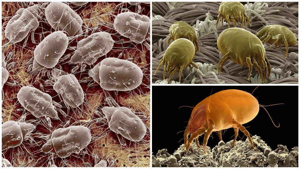Paglalarawan at mga larawan ng dust mites