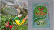 Phytoferm van spint