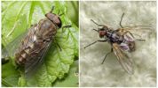 Horsefly (ซ้าย) และไฟแช็ก (ขวา)