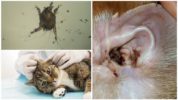 Oormijt bij katten