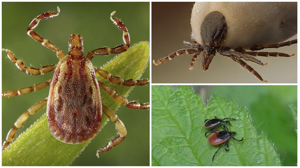 Pahiwatig ng mga beetles