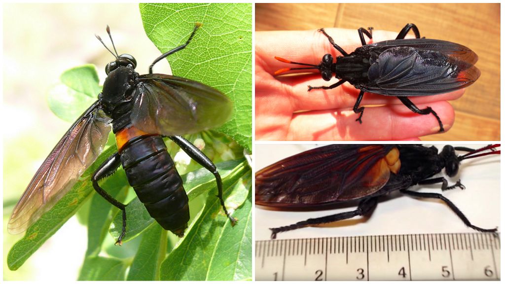 Ang pinakamalaking fly sa mundo