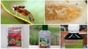 Mga kemikal para sa melon fly control
