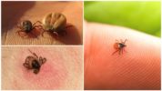 Tick