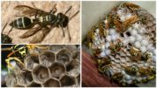 Mga larvae ng Wasp
