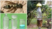 Trap ng plastik na Bottle Wasp