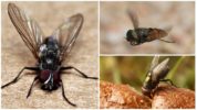 Hus flyver