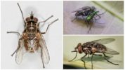 Flyv lettere