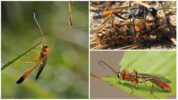 Rider ng Wasp
