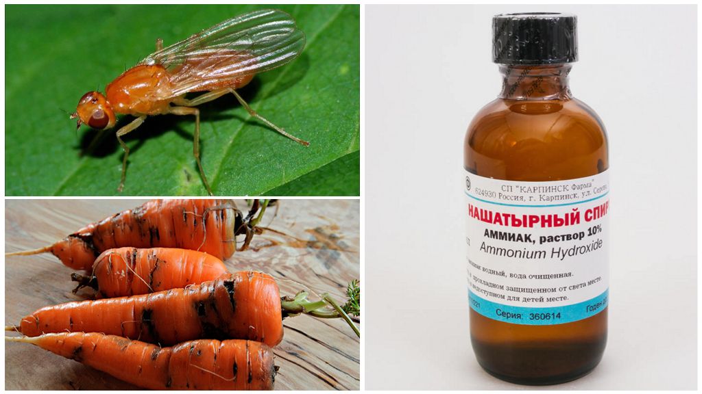 Nakikipaglaban sa Carrot Lumipad kasama ang Ammonia
