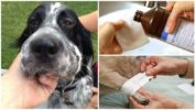 Behandling af hundevepsbid
