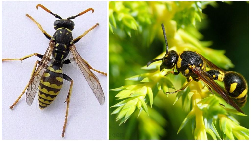Ano ang hitsura ng mga wasps, larawan at paglalarawan ng iba't ibang uri ng mga wasps