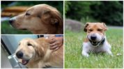 Hveps stikker på en hund