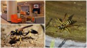 Wasp sa apartment