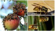 Mga Wasps