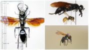 Mandirigma ng Wasp