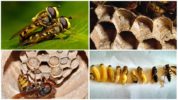 Pagdaragdag ng mga wasps