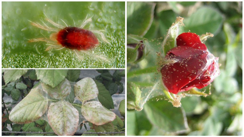 Paano iproseso ang isang rosas mula sa isang spider mite