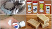 Ang mga katutubong remedyo para sa isang wasp sting