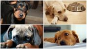 Konsekvenserne af en hvepsbid for en hund