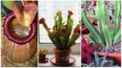 Plēsīgi augi: Nepentes, Sarracenia un Stapelia