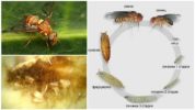 Melon Fly Development cycle