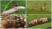 Horseman wasp breeding