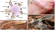 Demodex kene gelişimin farklı aşamalarında