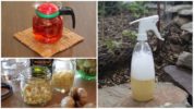 Mga katutubong paraan upang labanan ang spider mite sa isang rosas