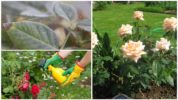 Labanan ang isang spider mite sa isang rosas