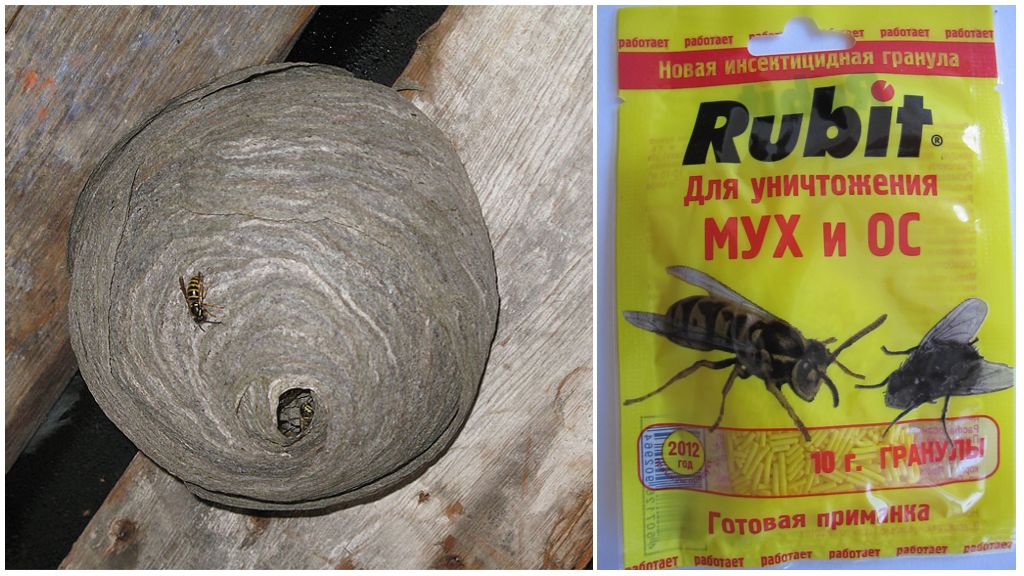 Kuinka käsitellä ampiaisia ​​talossa
