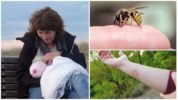 Ang panganib ng isang wasp sting sa panahon ng paggagatas
