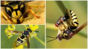 Wasp visual apparatus