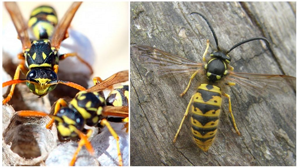 Saan at kung paano ang taglamig ng wasps