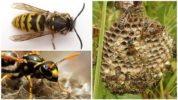 Uterus ng Paper Wasps