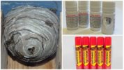 Mga insekto mula sa mga bubuyog at wasps